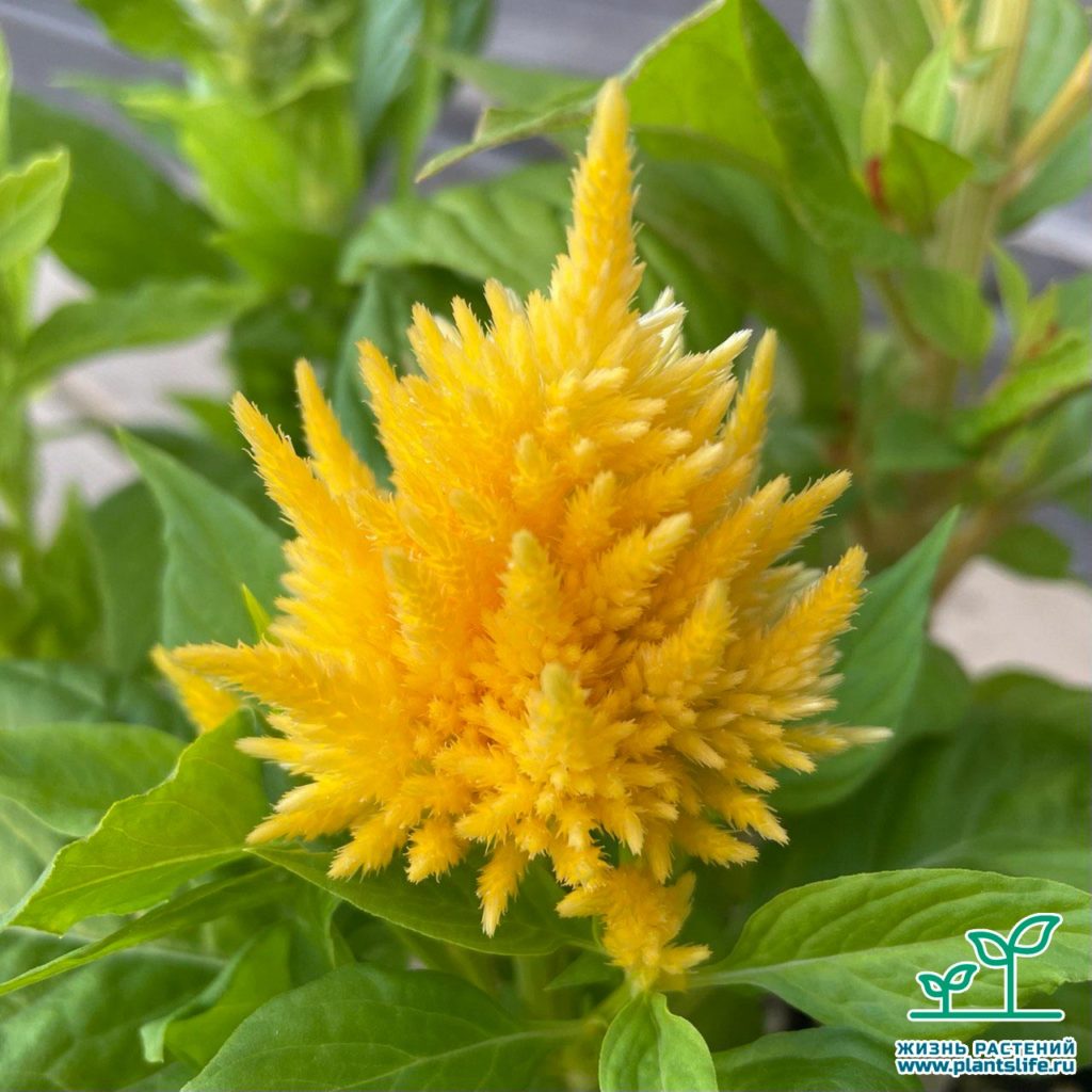 Целозия перистая (Celosia)